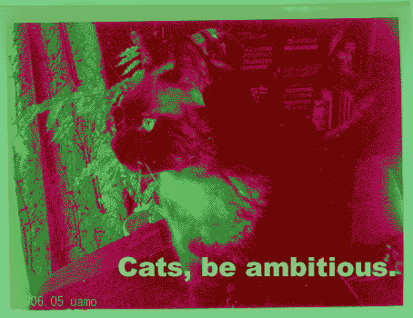 Cats,be ambitious.
