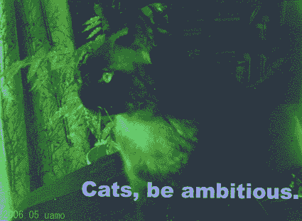 Cats,be ambitious.