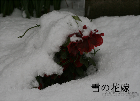 雪の花嫁